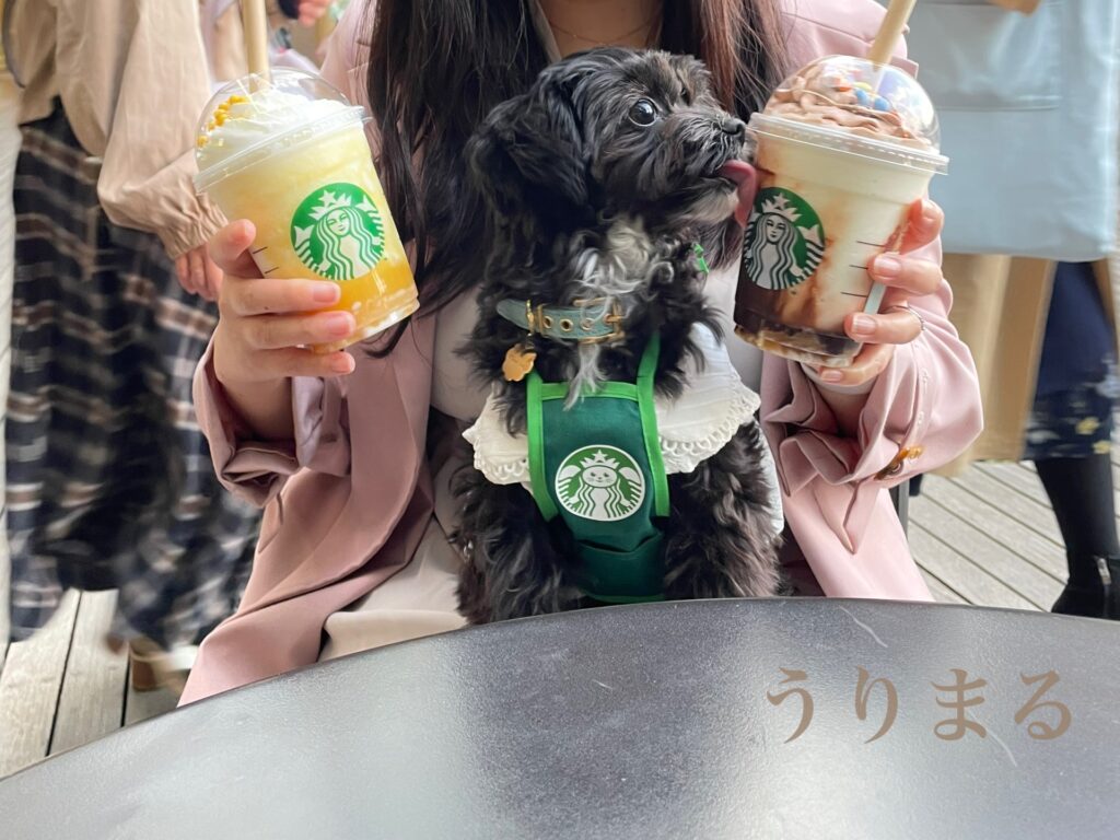 スタバ スターバックス Starbucks 犬 エプロン 犬用エプロン 犬服 ドッグウェア