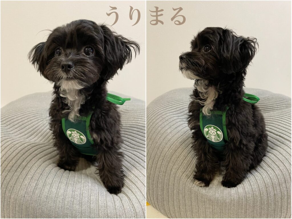 スタバ スターバックス Starbucks 犬 エプロン 犬用エプロン 犬服 ドッグウェア