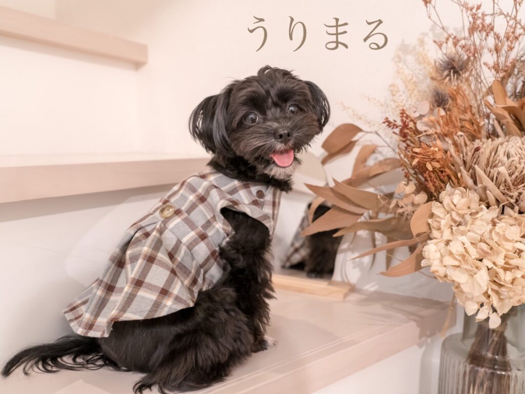 toutoucoco トゥトゥココ 犬服 ドッグウェア ドッグウエア ワンピース ペアルック