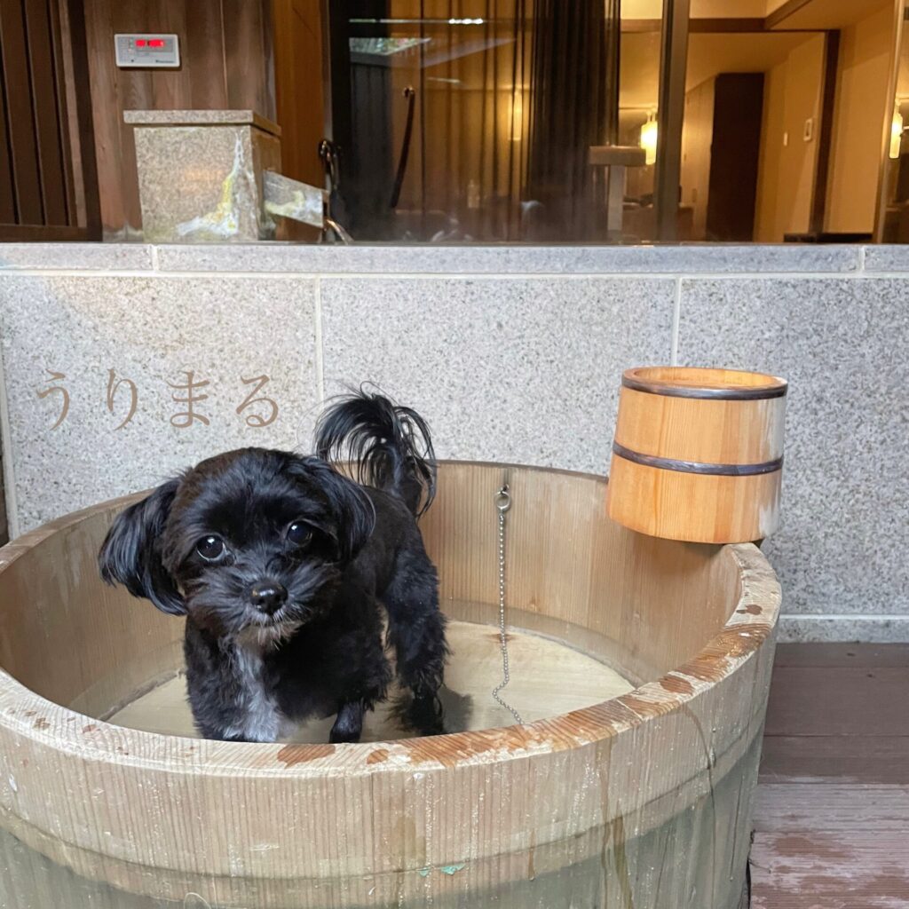 箱根 強羅 旅行 ペット可 ペット可施設 ペット可旅行 ペット可旅館 露天風呂 客室露天風呂 温泉露天風呂 ペット用風呂 ラフォーレ倶楽部 箱根強羅 湯の棲