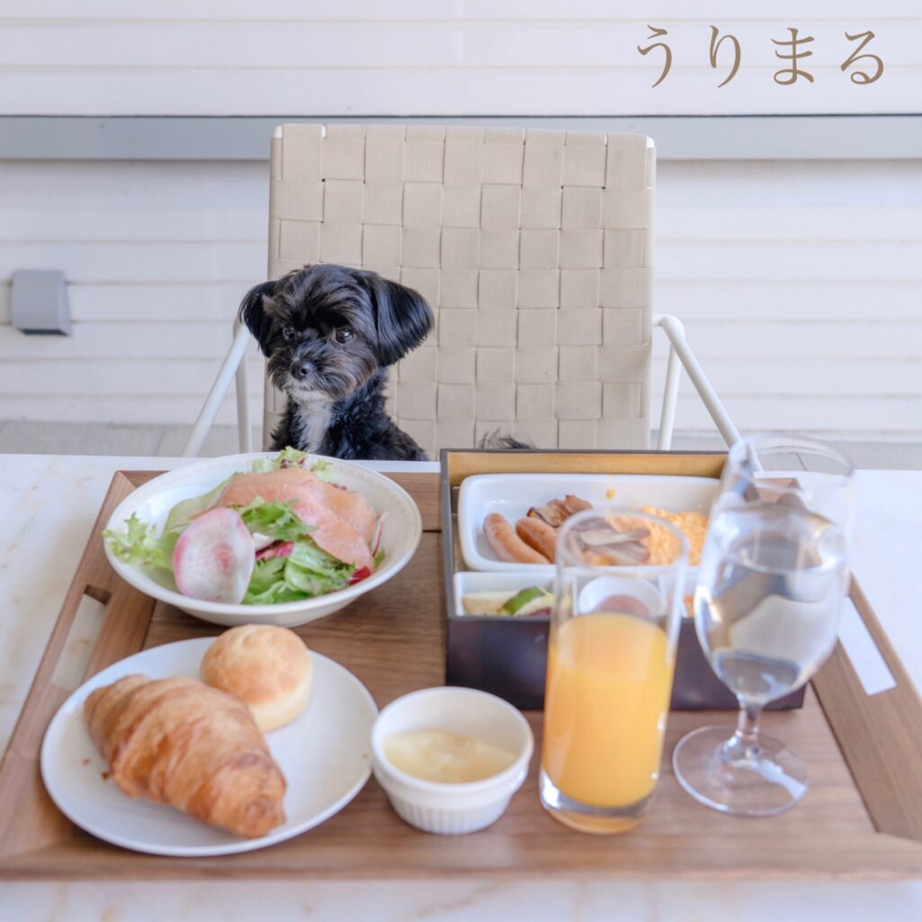 箱根 箱根旅行 ペット可 ペット同伴可 わんこと旅行 犬と旅行 箱根ハイランドホテル