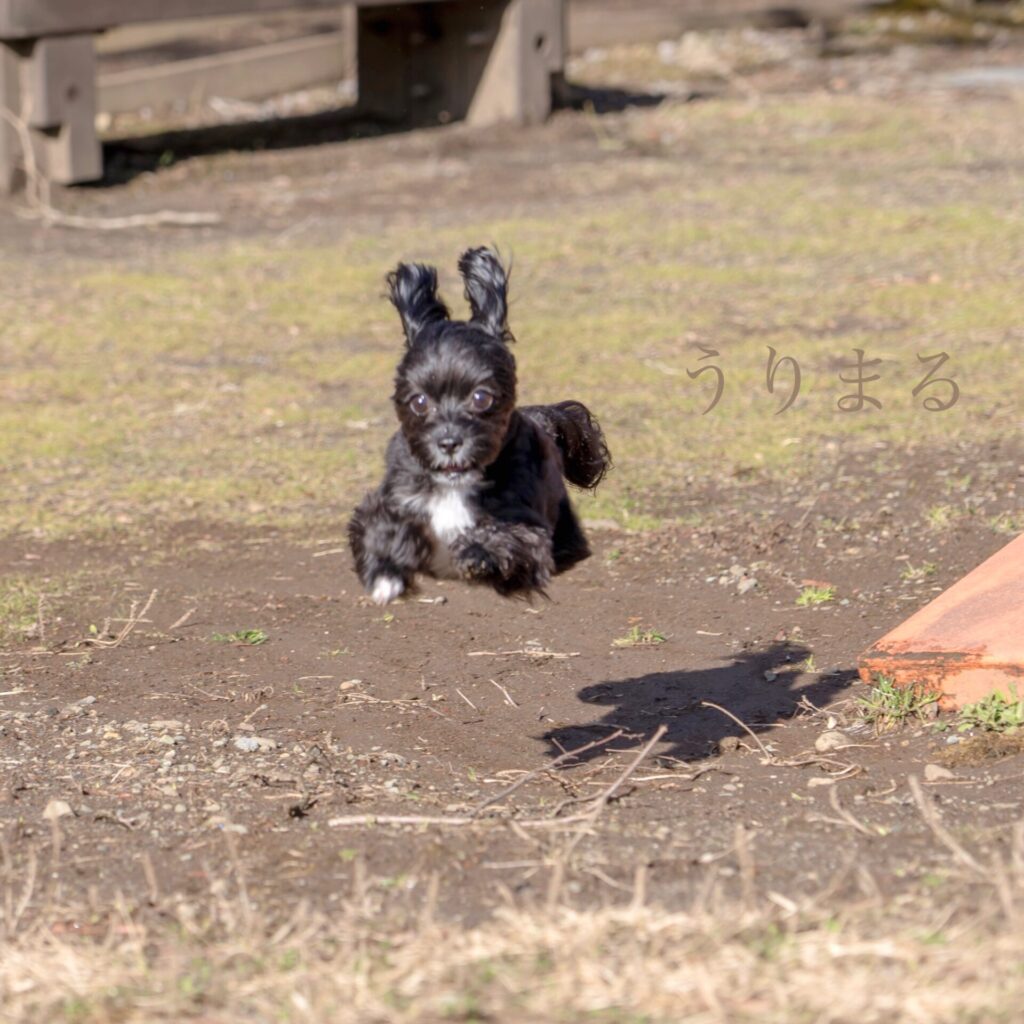 箱根 箱根旅行 ペット可 ペット同伴可 わんこと旅行 犬と旅行 箱根ハイランドホテル