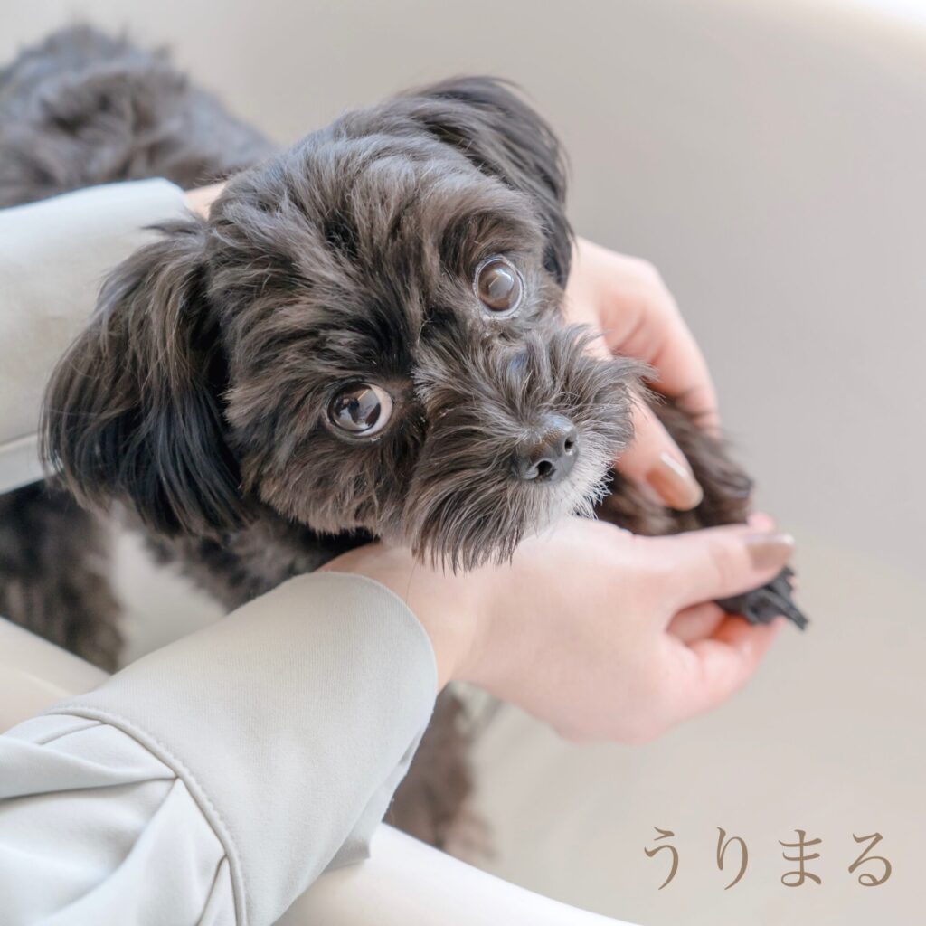 箱根 箱根旅行 ペット可 ペット同伴可 わんこと旅行 犬と旅行 箱根ハイランドホテル