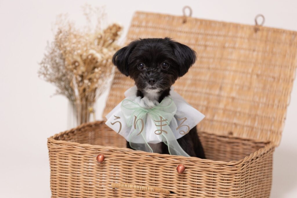 犬専門写真館 フォトスタジオ Dogram ドッグラム 記念日 バースデー 誕生日 表参道