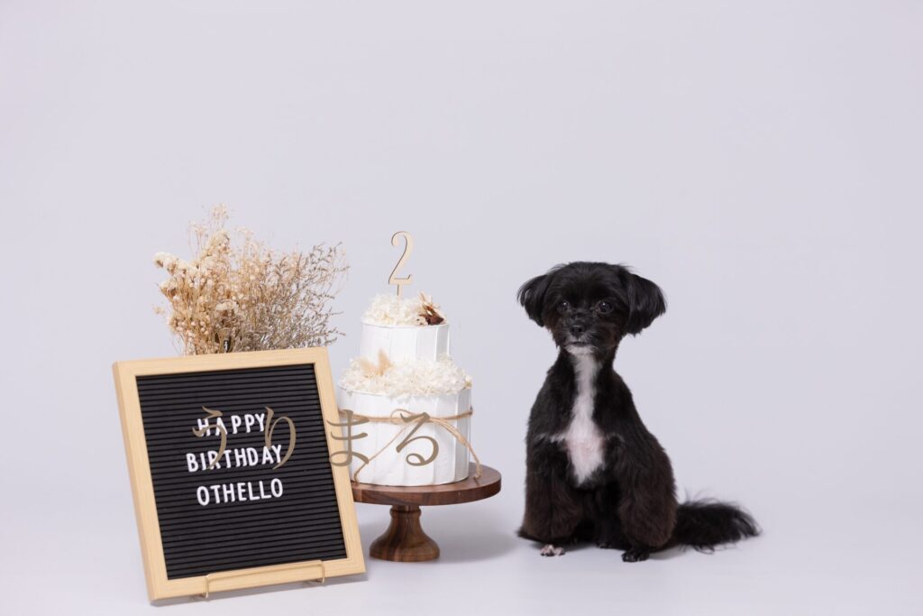 犬専門写真館 フォトスタジオ Dogram ドッグラム 記念日 バースデー 誕生日 表参道