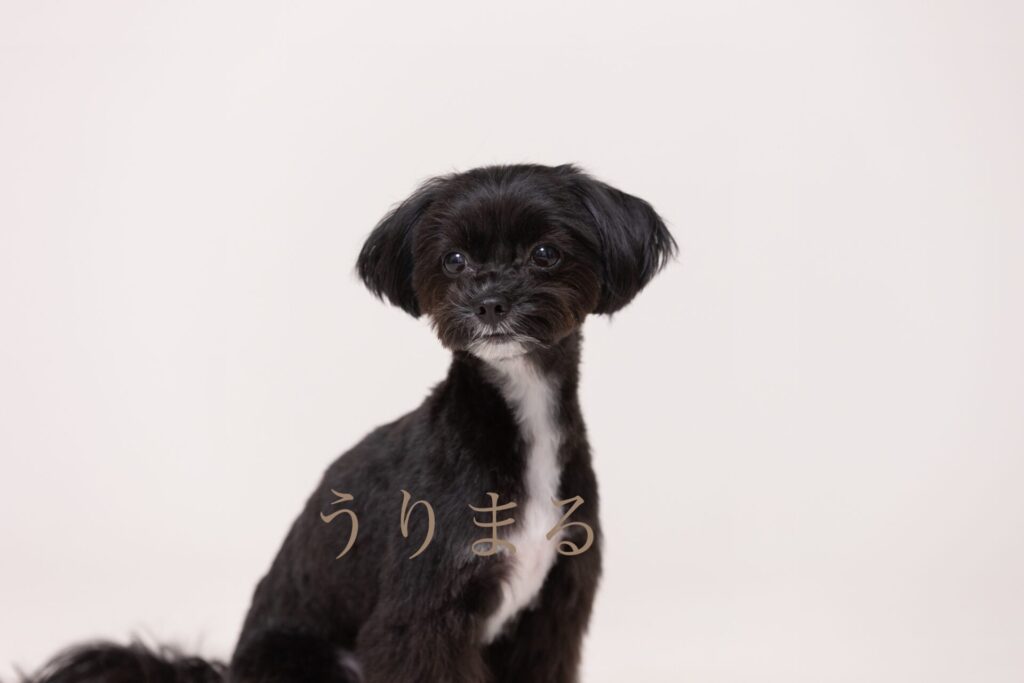犬専門写真館 フォトスタジオ Dogram ドッグラム 記念日 バースデー 誕生日 表参道