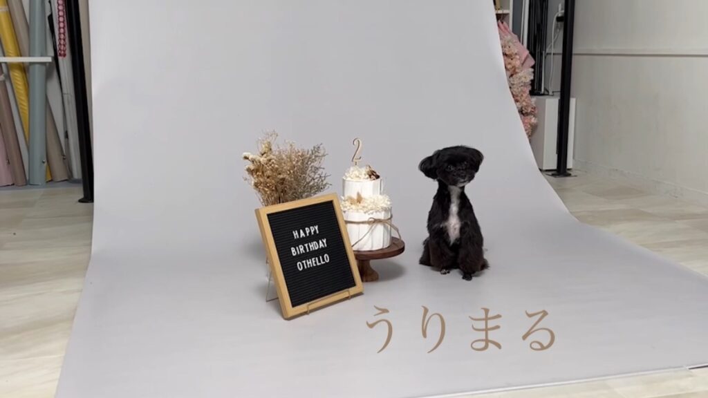 犬専門写真館 フォトスタジオ Dogram ドッグラム 記念日 バースデー 誕生日 表参道