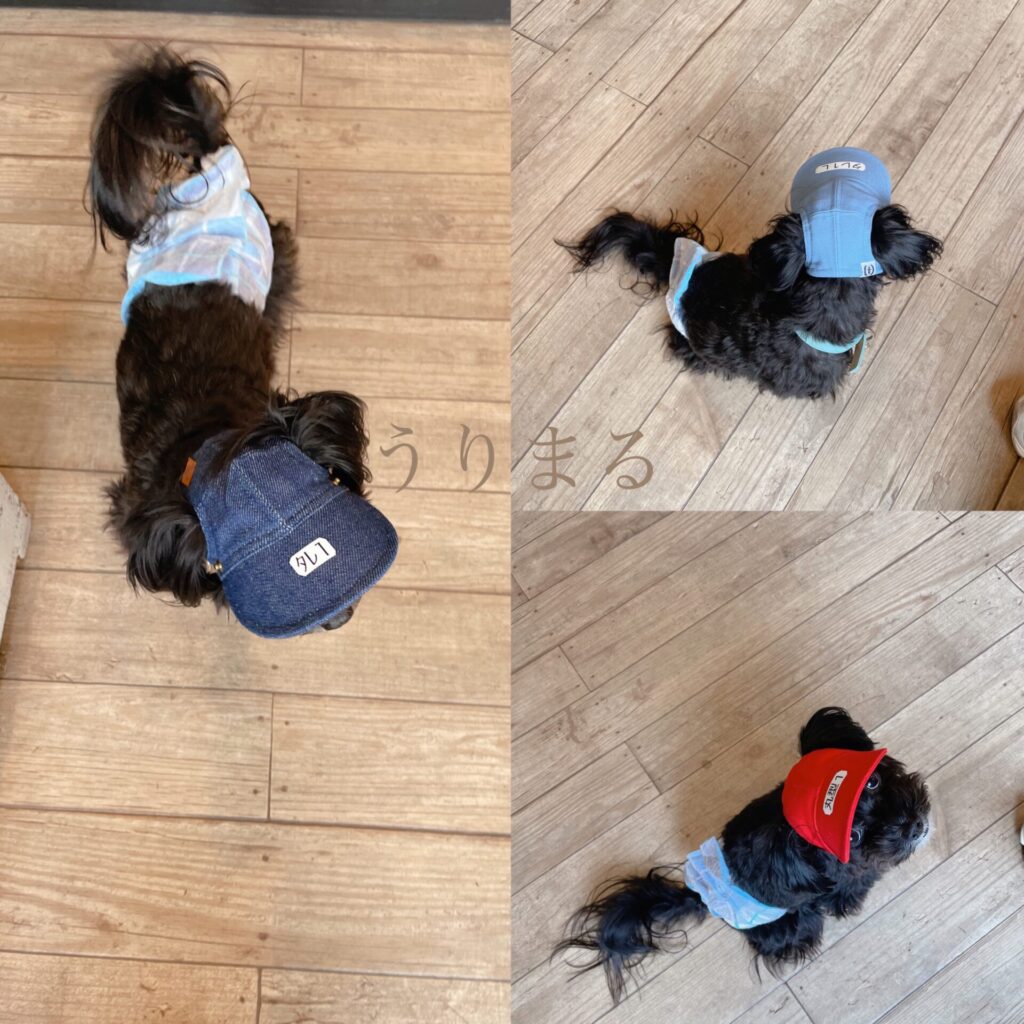 犬 帽子 専門店 I.M.GALLERY サングラス 熱中症対策 紫外線対策 犬服 ドッグウェア