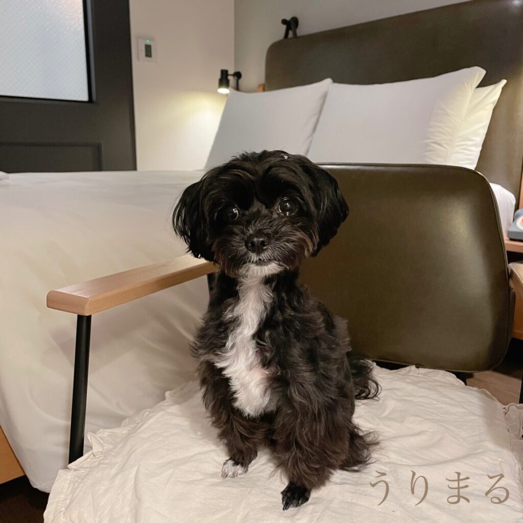 大阪 梅田 ホテル マリオット モクシー Moxy ペット可 ペット宿泊可