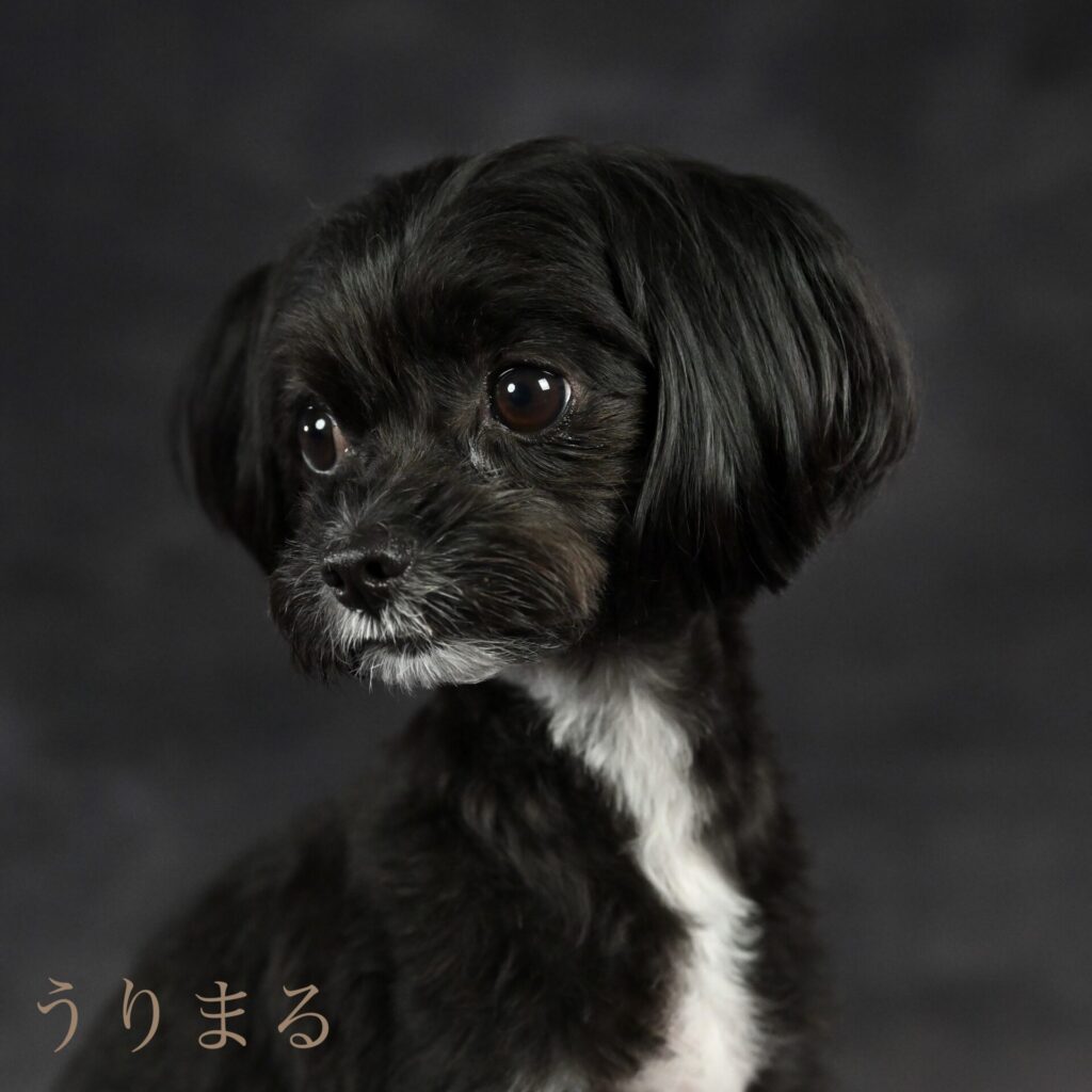 DOG PORTRAIT LION ドッグポートレートリアン フォトスタジオ 写真館 犬