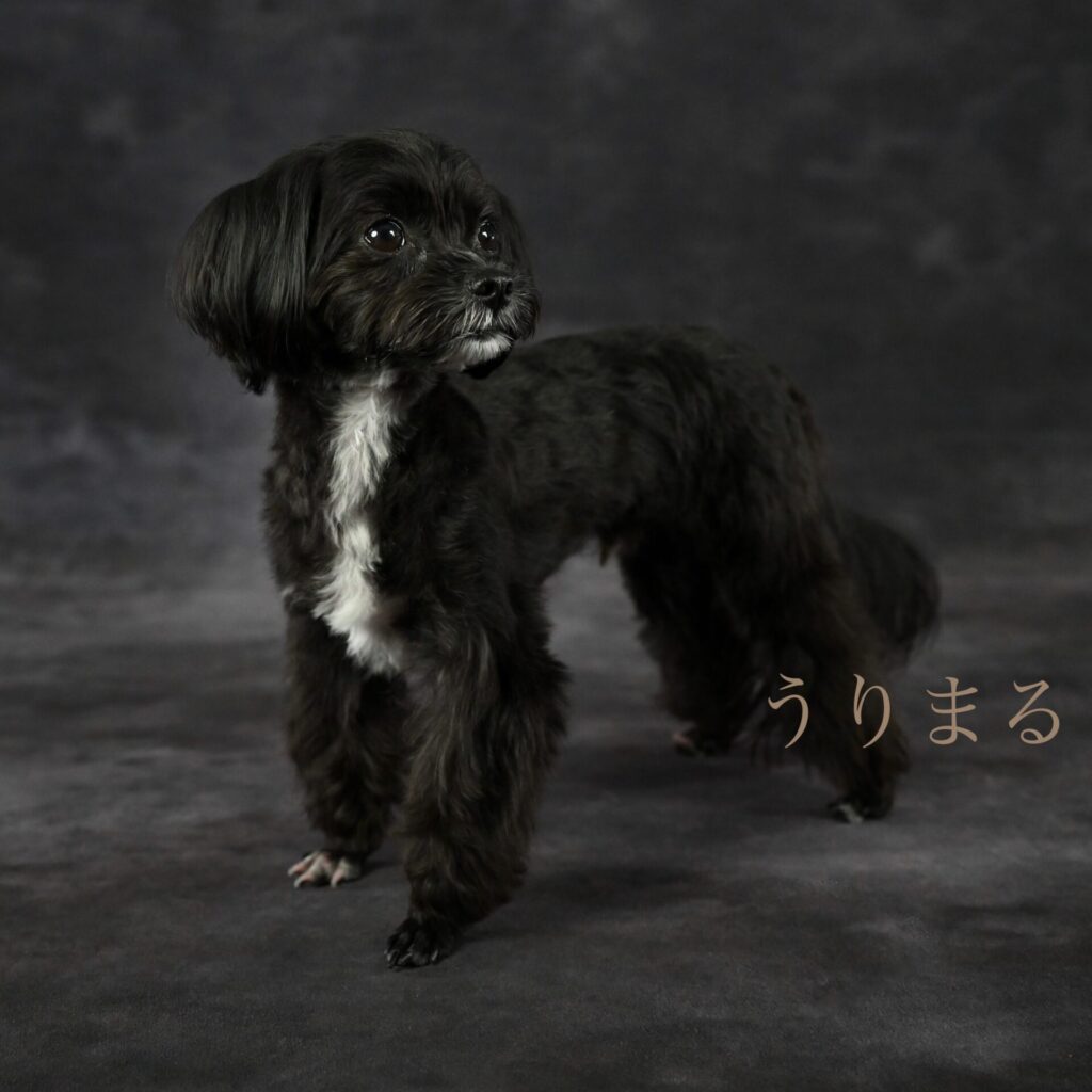 DOG PORTRAIT LION ドッグポートレートリアン フォトスタジオ 写真館 犬