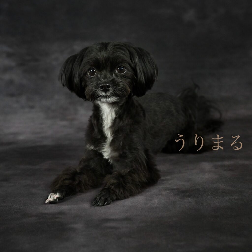 DOG PORTRAIT LION ドッグポートレートリアン フォトスタジオ 写真館 犬