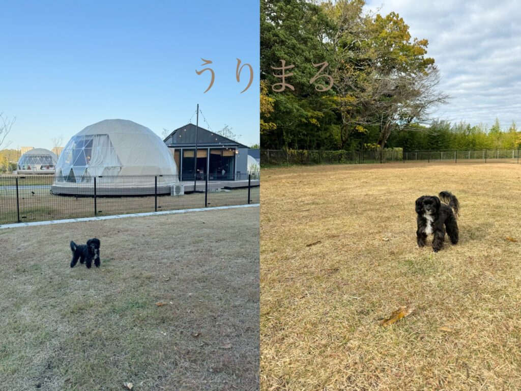 グランピング 千葉県 上総湊 グランドーム千葉富津 富津市 ドーム 犬と旅行 わんこと旅行 ドッグラン 芝生 焚き火 露天風呂