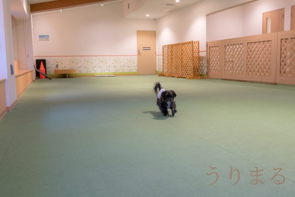 レジーナリゾート 箱根 仙石原 犬 旅行 ペット ホカンス 露天風呂