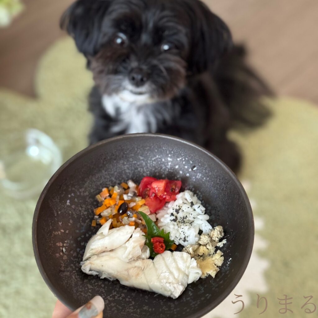 ChatGPT 手作りごはん ご飯 ドッグフード 犬 薬膳 食療生 療法食 食事療法 療養食