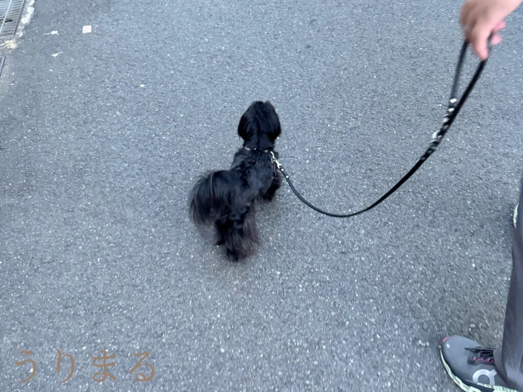 虫除け 蚊除け 蚊取り線香 キンチョー KINCYO アウトドア 散歩 お出かけ カノクス canox braaa