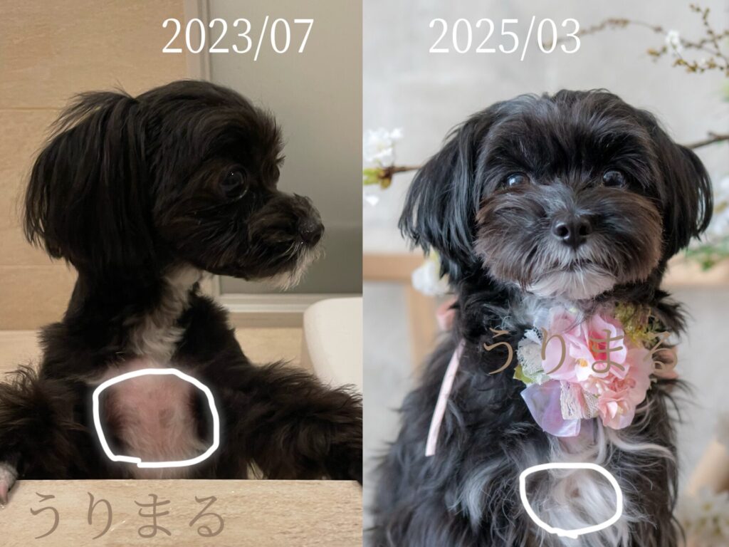 ChatGPT 手作りごはん ご飯 ドッグフード 犬 薬膳 食療生 療法食 食事療法 療養食