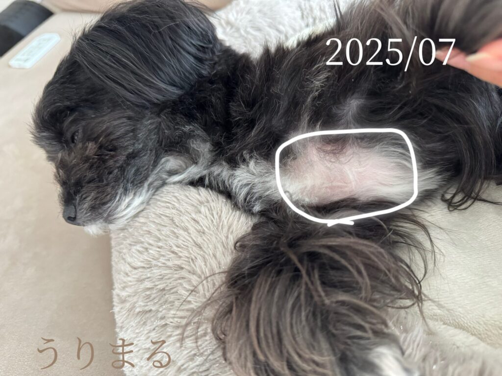 ChatGPT 手作りごはん ご飯 ドッグフード 犬 薬膳 食療生 療法食 食事療法 療養食