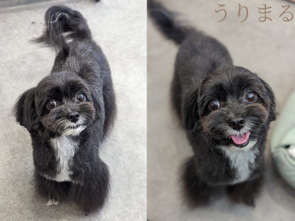 ChatGPT 手作りごはん ご飯 ドッグフード 犬 薬膳 食療生 療法食 食事療法 療養食