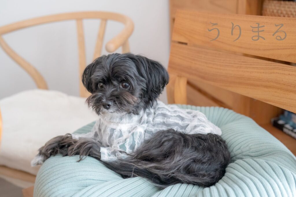 SONY α6700 SEL24F14GM FUJIFILM X100VI 比較 写真 愛犬