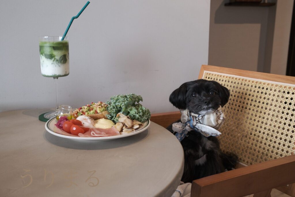 SONY α6700 SEL24F14GM FUJIFILM X100VI 比較 写真 愛犬