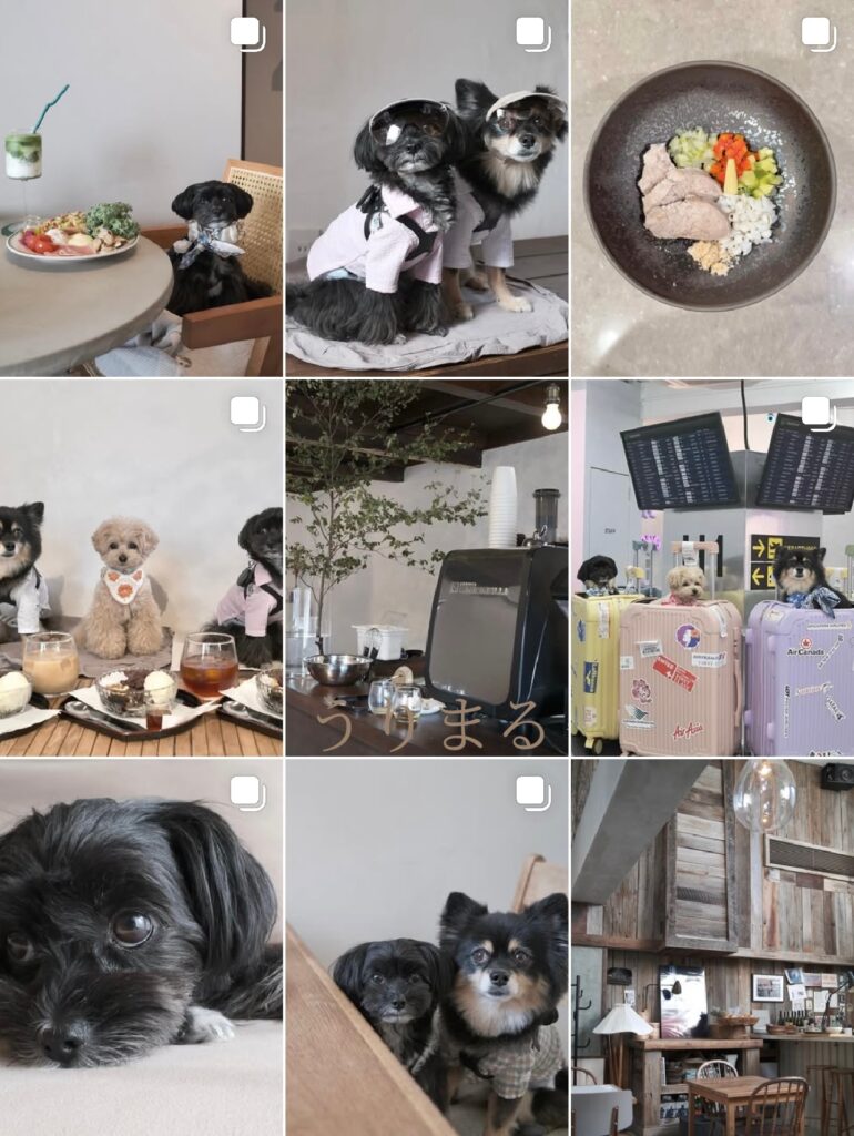 SONY α6700 SEL24F14GM FUJIFILM X100VI 比較 写真 愛犬