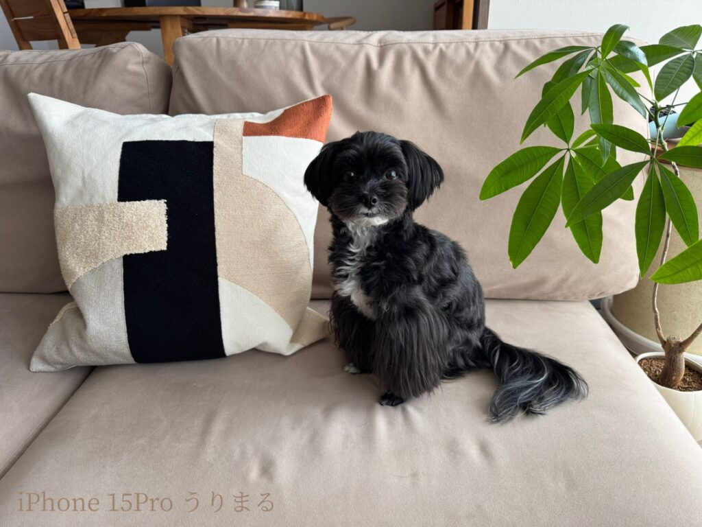 FUJIFILM X100VI フィルムシミュレーション 比較