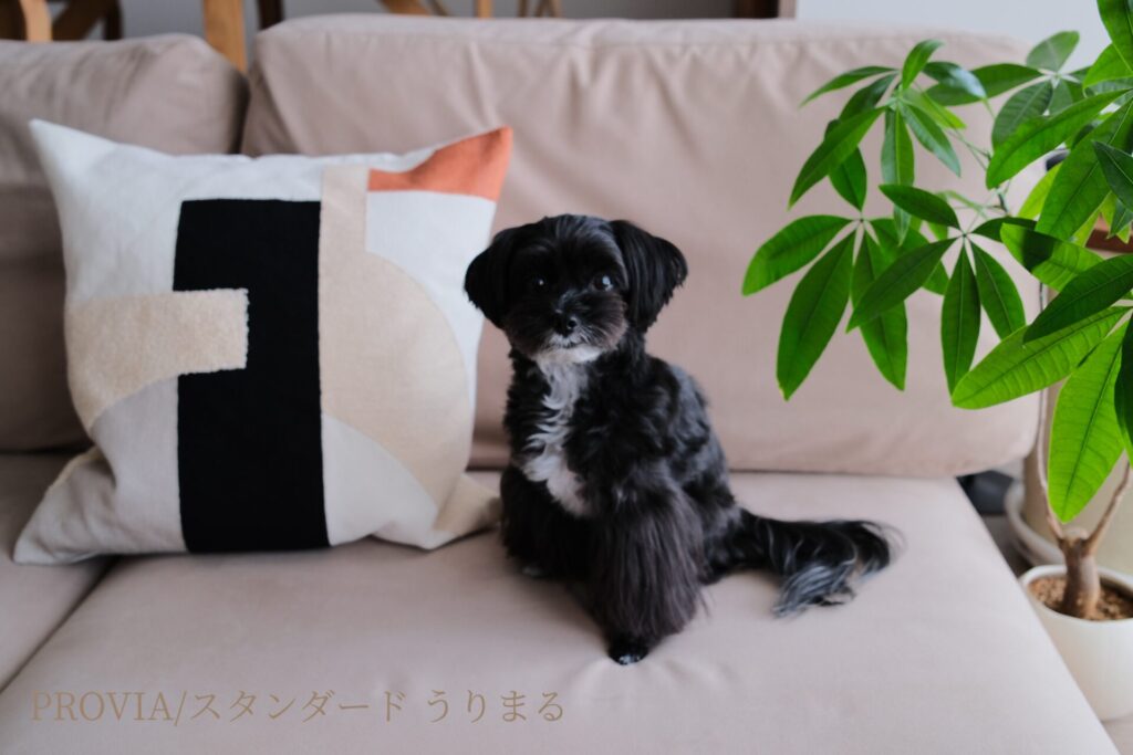 FUJIFILM X100VI フィルムシミュレーション 比較