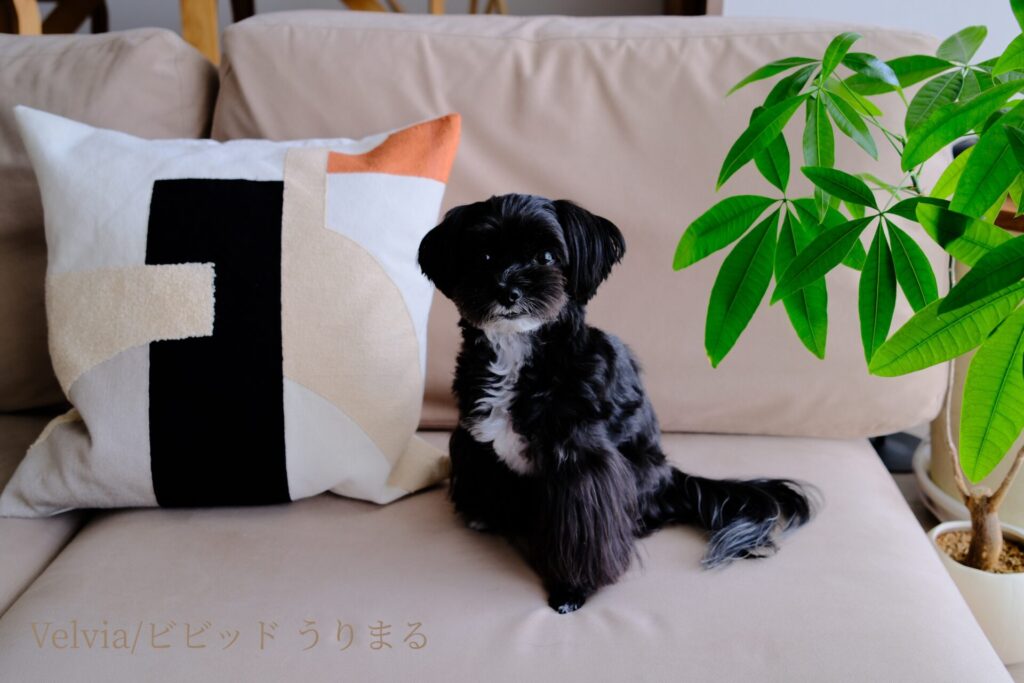 FUJIFILM X100VI フィルムシミュレーション 比較