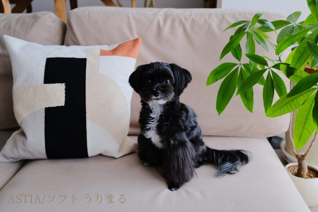 FUJIFILM X100VI フィルムシミュレーション 比較