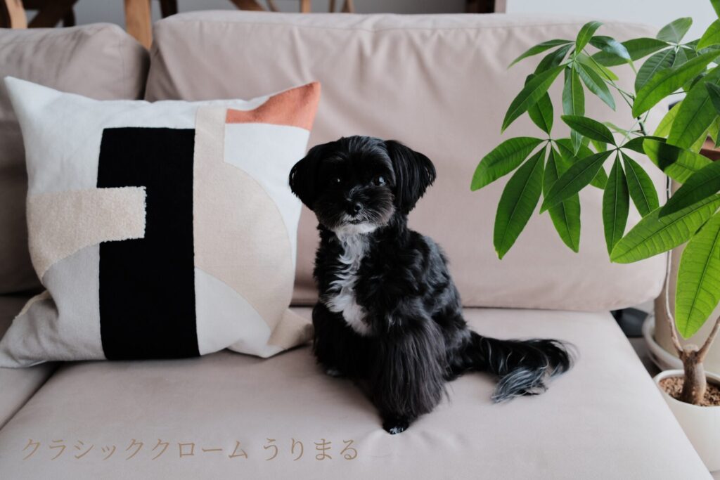 FUJIFILM X100VI フィルムシミュレーション 比較