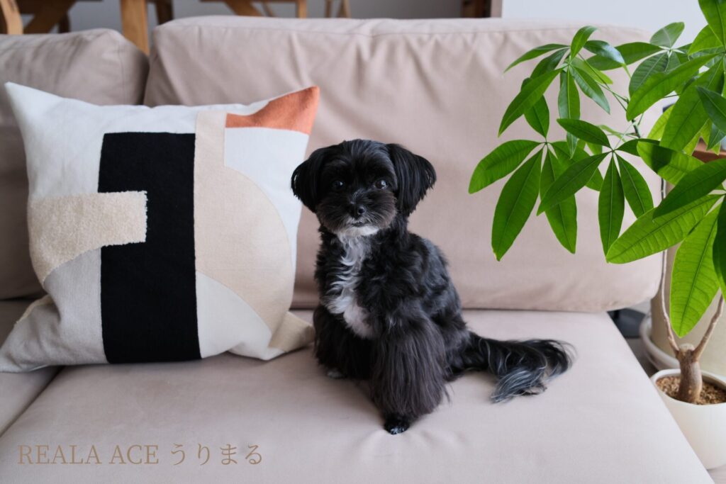 FUJIFILM X100VI フィルムシミュレーション 比較