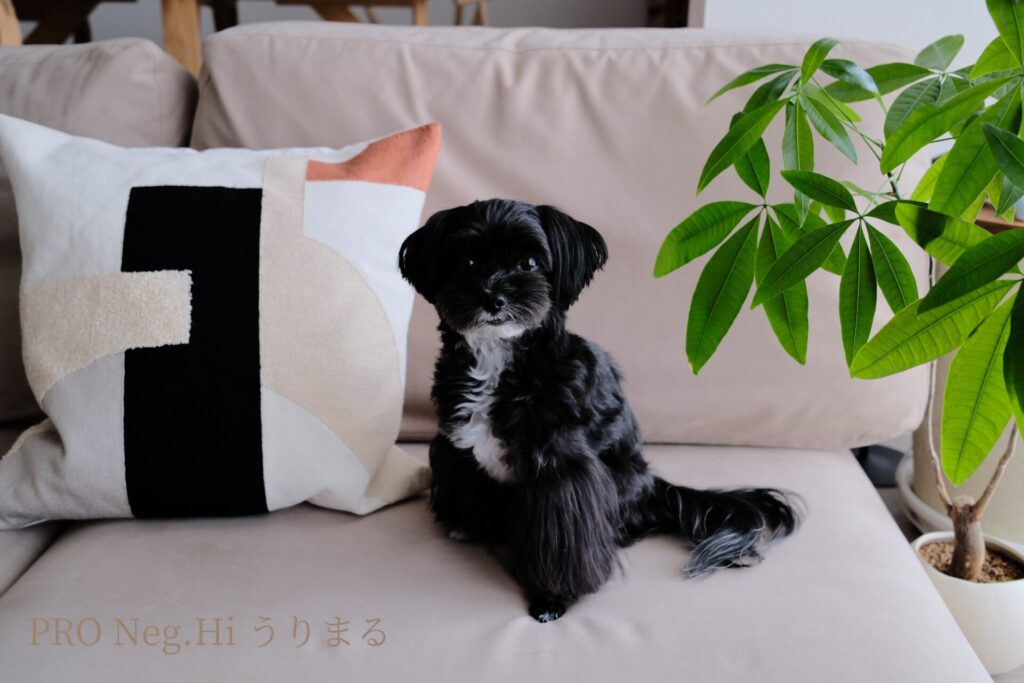 FUJIFILM X100VI フィルムシミュレーション 比較