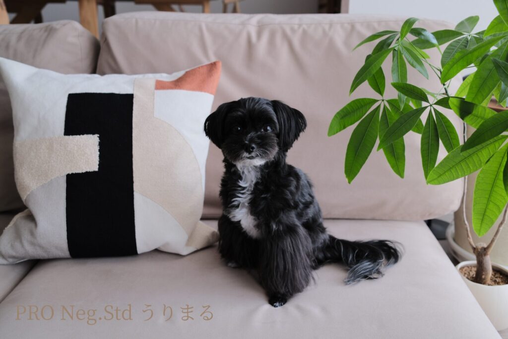 FUJIFILM X100VI フィルムシミュレーション 比較