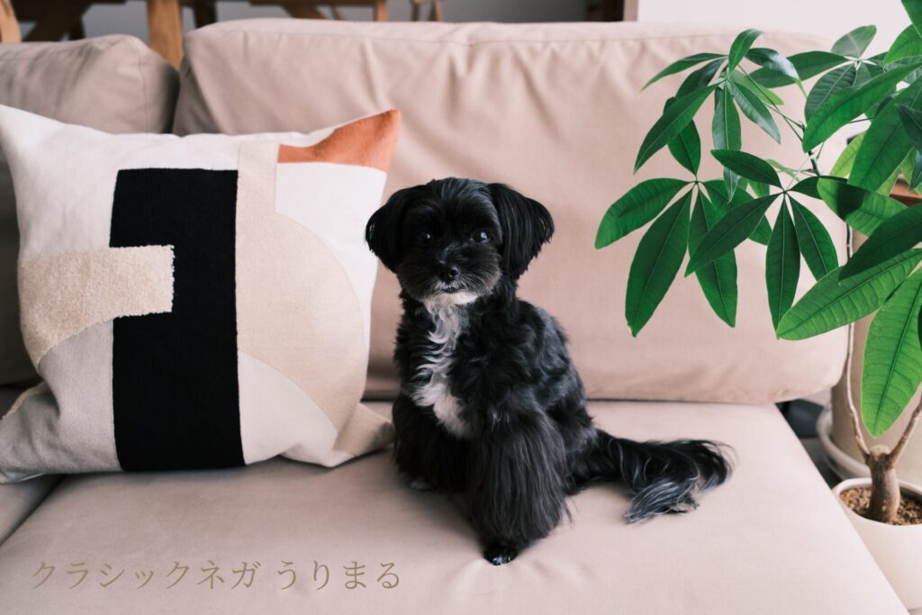 FUJIFILM X100VI フィルムシミュレーション 比較