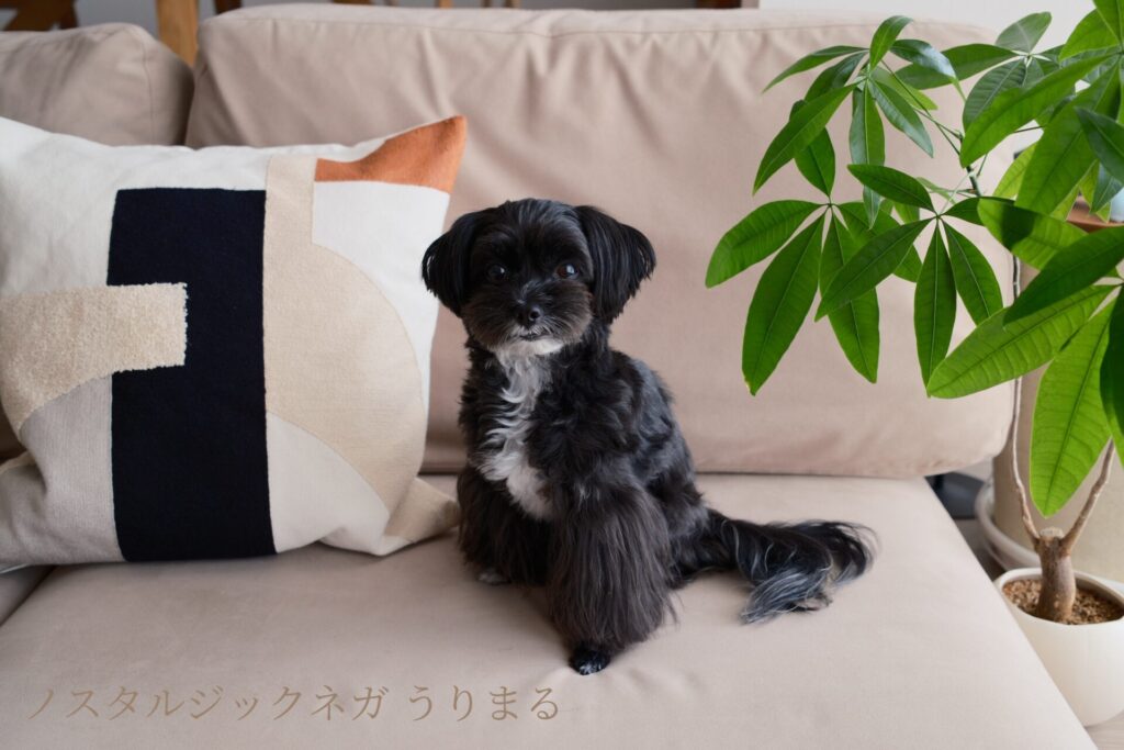 FUJIFILM X100VI フィルムシミュレーション 比較