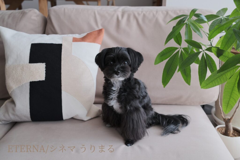 FUJIFILM X100VI フィルムシミュレーション 比較