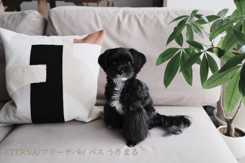 FUJIFILM X100VI フィルムシミュレーション 比較