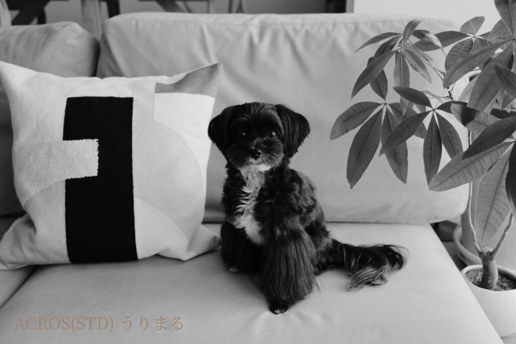 FUJIFILM X100VI フィルムシミュレーション 比較