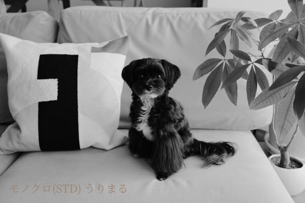 FUJIFILM X100VI フィルムシミュレーション 比較