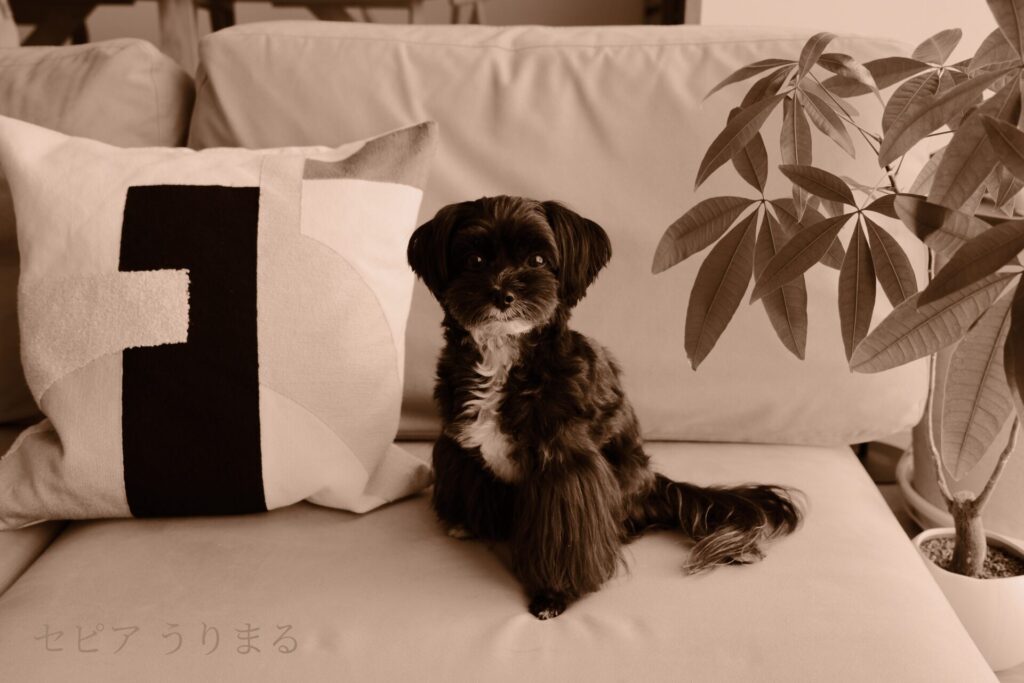 FUJIFILM X100VI フィルムシミュレーション 比較