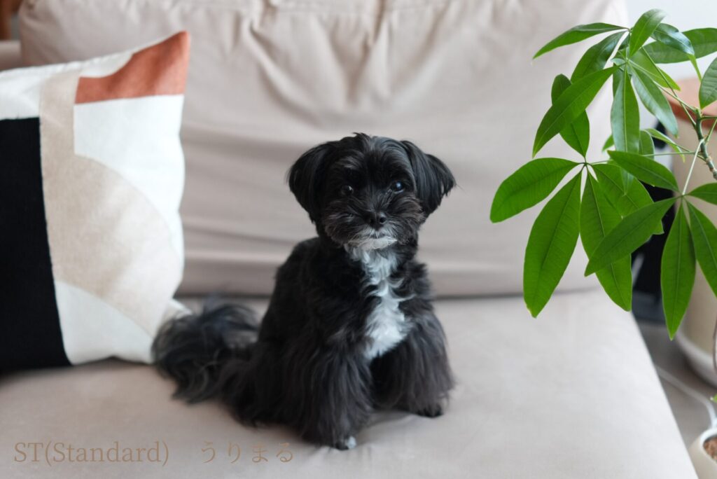 SONY RX1R Ⅲ クリエイティブルック 比較