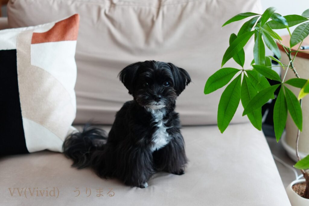 SONY RX1R Ⅲ クリエイティブルック 比較