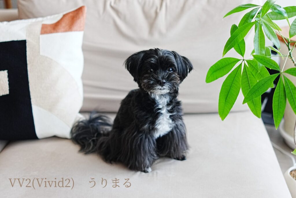 SONY RX1R Ⅲ クリエイティブルック 比較