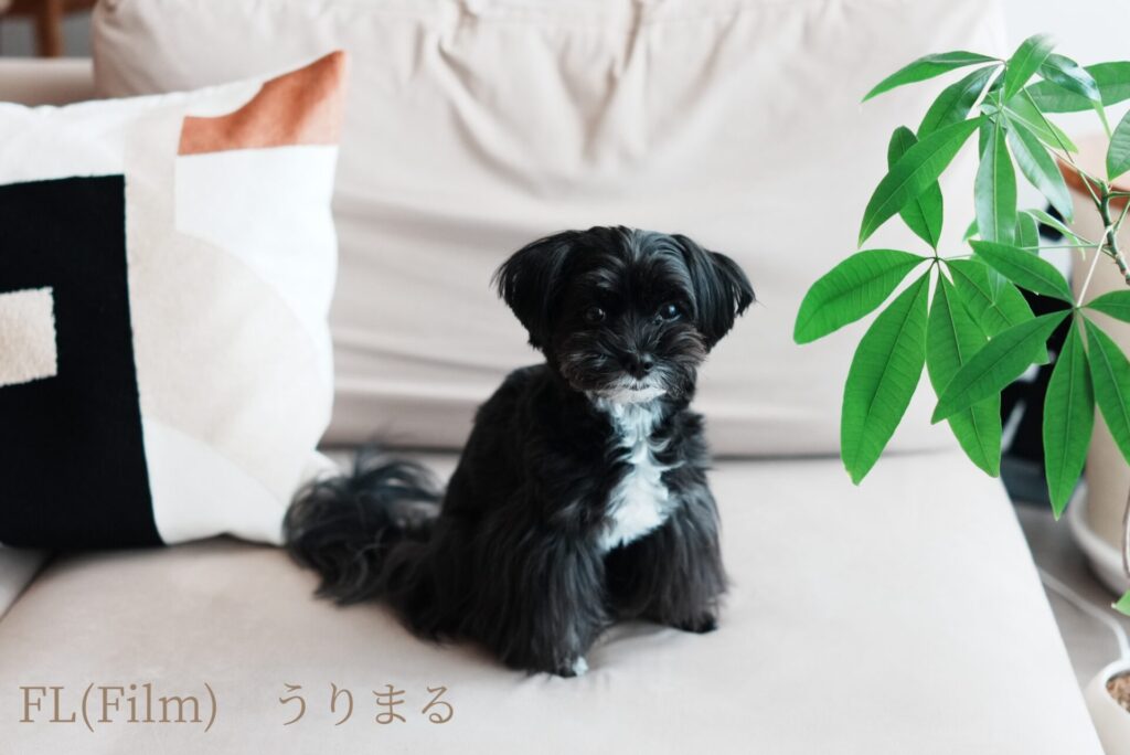 SONY RX1R Ⅲ クリエイティブルック 比較