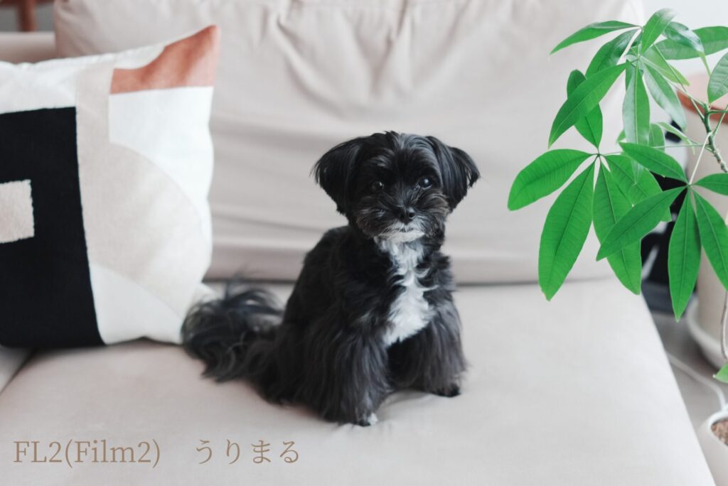 SONY RX1R Ⅲ クリエイティブルック 比較