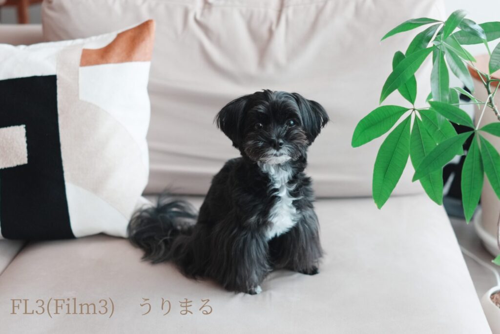 SONY RX1R Ⅲ クリエイティブルック 比較