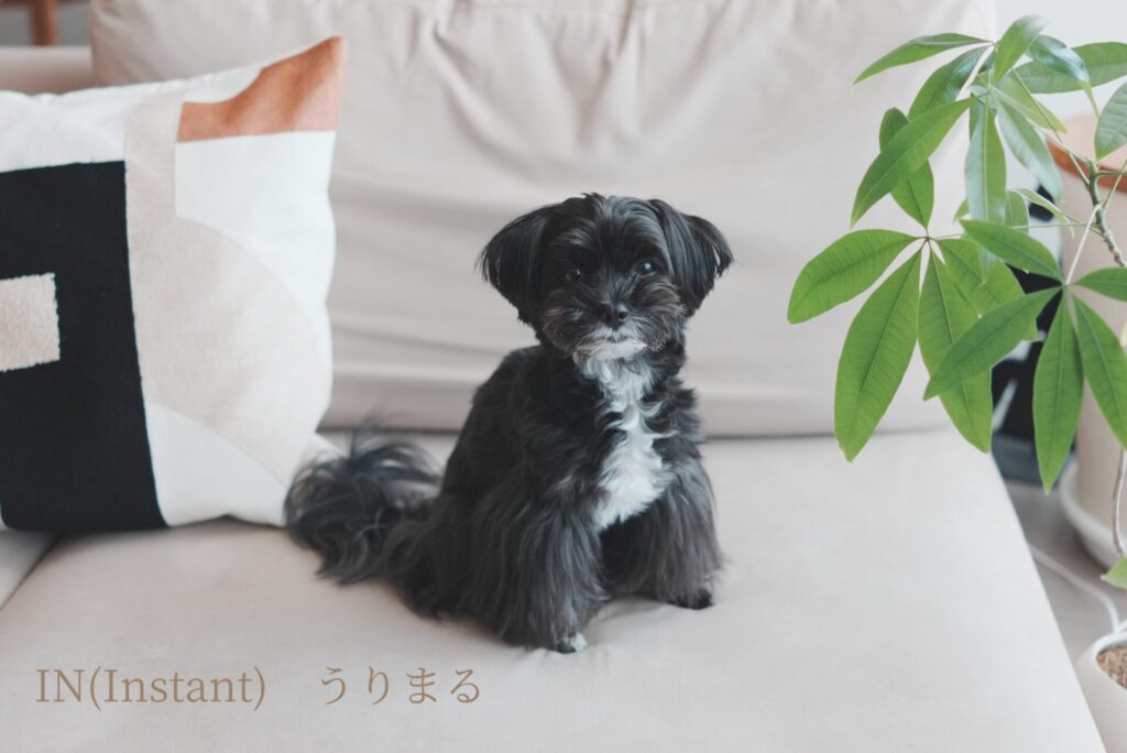 SONY RX1R Ⅲ クリエイティブルック 比較