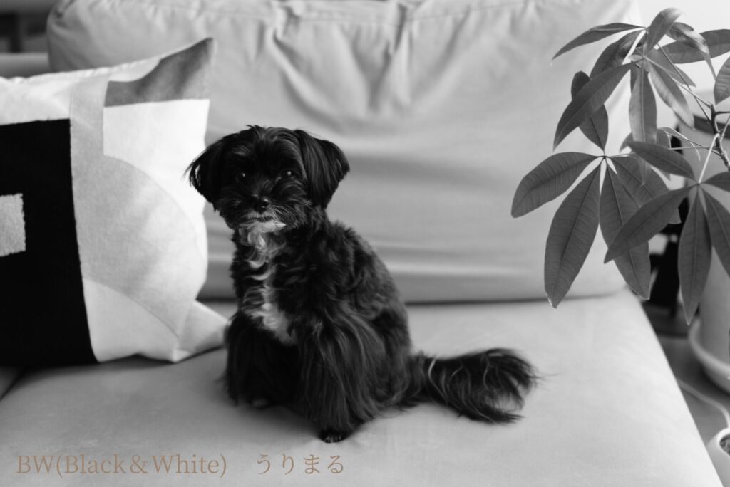 SONY RX1R Ⅲ クリエイティブルック 比較