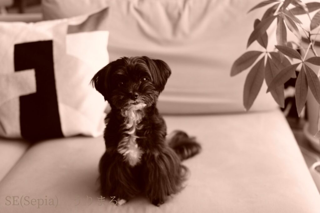 SONY RX1R Ⅲ クリエイティブルック 比較